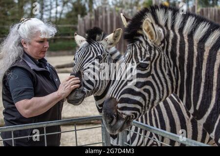 Brabrara Marquez, capo degli ungulati al 'Amazing Animals with Zebras comparso in molti spot pubblicitari tra cui ‘Investec’, Chipping Norton, UK Foto Stock