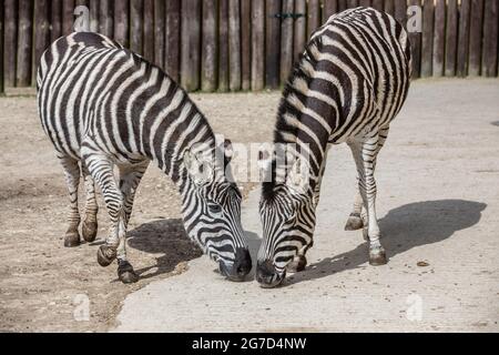 Brabrara Marquez, capo degli ungulati al 'Amazing Animals with Zebras comparso in molti spot pubblicitari tra cui ‘Investec’, Chipping Norton, UK Foto Stock