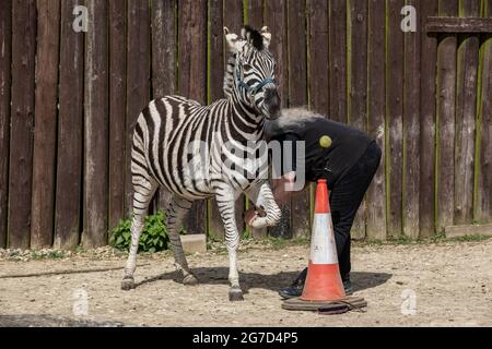 Brabrara Marquez, capo degli ungulati al 'Amazing Animals with Zebras comparso in molti spot pubblicitari tra cui ‘Investec’, Chipping Norton, UK Foto Stock