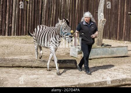 Brabrara Marquez, capo degli ungulati al 'Amazing Animals with Zebras comparso in molti spot pubblicitari tra cui ‘Investec’, Chipping Norton, UK Foto Stock