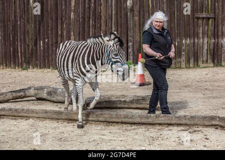 Brabrara Marquez, capo degli ungulati al 'Amazing Animals with Zebras comparso in molti spot pubblicitari tra cui ‘Investec’, Chipping Norton, UK Foto Stock