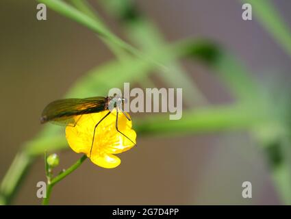 Primo piano di una damselfly femminile a fasce demoiselle (Calopteryx splendens) seduta su una coppa gialla (Ranunculus) accanto a un ruscello. Foto Stock