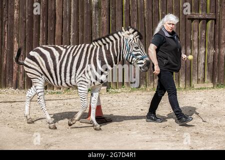 Brabrara Marquez, capo degli ungulati al 'Amazing Animals with Zebras comparso in molti spot pubblicitari tra cui ‘Investec’, Chipping Norton, UK Foto Stock