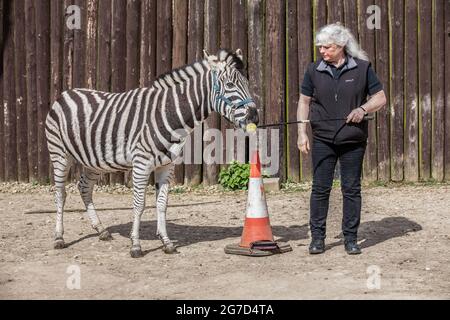 Brabrara Marquez, capo degli ungulati al 'Amazing Animals with Zebras comparso in molti spot pubblicitari tra cui ‘Investec’, Chipping Norton, UK Foto Stock