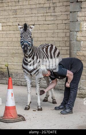 Brabrara Marquez, capo degli ungulati al 'Amazing Animals with Zebras comparso in molti spot pubblicitari tra cui ‘Investec’, Chipping Norton, UK Foto Stock