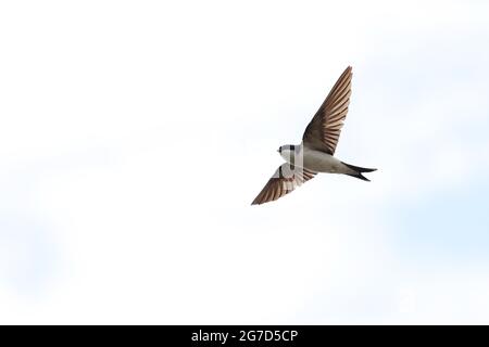 The Common House Martin The Common House Martin, Delichon Urbicon, Hirundinidae, Aves immagine di Antony Thompson - Thousand Word Media, NO SALES, NO Foto Stock