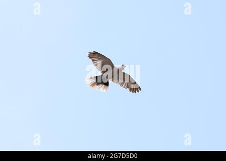 Pigeon di legno comune, columba palumbus, Columbidae, Aves la Casa comune Martin, Delichon Urbicon, Hirundinidae, Aves immagine di Antony Thompson - Th Foto Stock