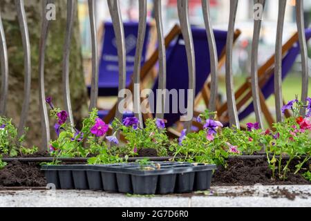 Londra, Regno Unito. 13 luglio 2021. I Leicester Square Gardens sono stati repiantati dopo essere stati schiacciati dai tifosi di calcio scozzesi e inglesi durante i campionati UEFA Euro 2020. (Foto di Dave Rushen/SOPA Images/Sipa USA) Credit: Sipa USA/Alamy Live News Foto Stock