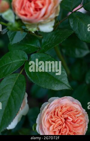 Rosone (Rosa) in piena fioritura in colore salmone pinkish-arancio Foto Stock