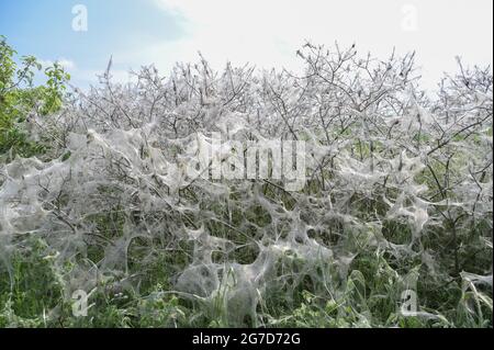 Arbusto completamente coperto di nidificazione veli e mangiato vuoto da caterpillars della falena erminale (Yponomeutidae), fenomeno stagionale in un bacino rurale Foto Stock