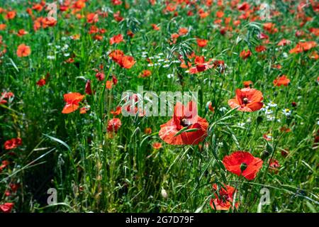 Fiori rossi di papavero di mais (Papaver rhoeas) su un campo agricolo, piante in fiore come insetto pascolo, copia spazio, fuoco selezionato, profondità stretta di fi Foto Stock