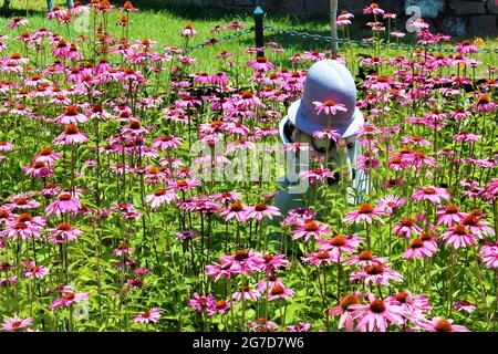 La Pantera Rosa Foto Stock