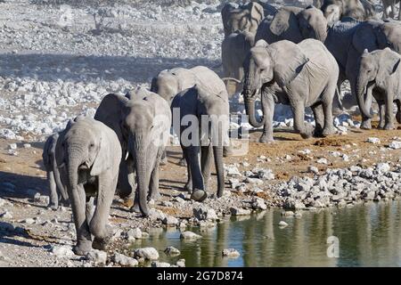 Elefanti bush africani (Loxodonta africana), mandria che va al bacino d'acqua Okaukuejo, Etosha National Park, Namibia, Africa Foto Stock