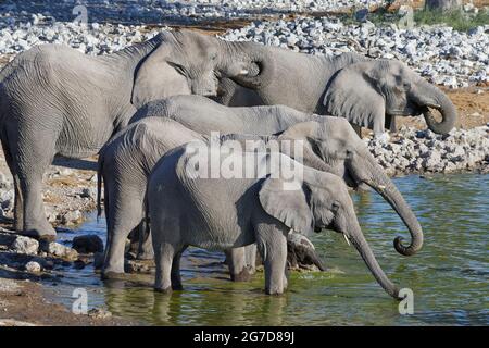 Elefanti bush africani (Loxodonta africana), mandria con un bambino elefante che beve nel bacino d'acqua Okaukuejo, Etosha National Park, Namibia, Africa Foto Stock