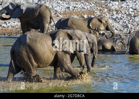 Elefanti bush africani (Loxodonta africana), mandria da bere che ha un bagno di fango, elefante a piedi spruzzi di toro, Okaukuejo waterhole, Etosha NP, Namibia