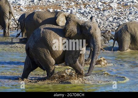 Elefanti bush africani (Loxodonta africana), mandria da bere che ha un bagno di fango, elefante a piedi spruzzi di toro, Okaukuejo waterhole, Etosha NP, Namibia Foto Stock