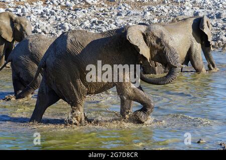 Elefanti bush africani (Loxodonta africana), mandria da bere che ha un bagno di fango, elefante che spruzzi toro in partenza dall'acqua, Etosha NP, Namibia Foto Stock
