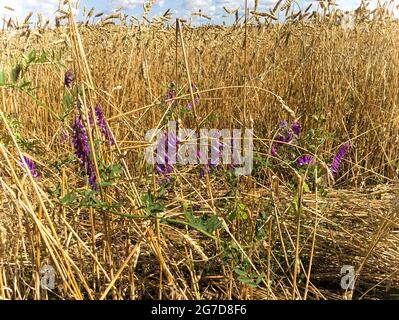 Foto Fiori viola di piselli dolci su sfondo di spighe dorate di grano. Fiori sullo sfondo di orecchie di grano Illustrazione Vettoriale