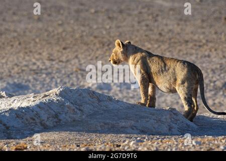 Leone africano (Panthera leo), giovane maschio in piedi sul punto di osservazione al waterhole, alla luce del mattino, Etosha National Park, Namibia, Africa Foto Stock