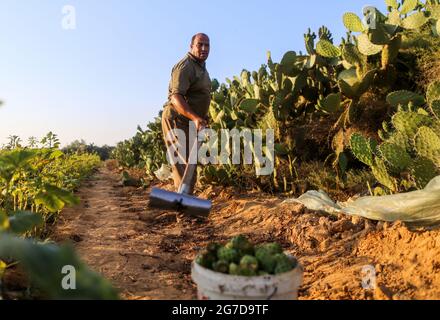 Khan Younis. 13 luglio 2021. Un agricoltore raccoglie le pere di ceci durante la stagione di raccolta in un'azienda agricola nella parte meridionale della striscia di Gaza, città di Khan Younis, il 13 luglio 2021. Credit: Yasser Qudih/Xinhua/Alamy Live News Foto Stock