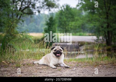 PUG mentire Foto Stock