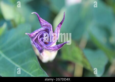 Datura metallo fiore pianta, vista dall'alto Foto Stock