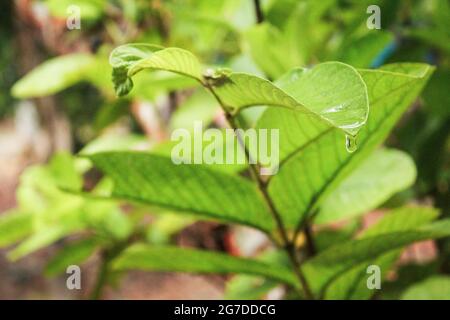 Pianta di albero di guava con goccia di acqua, Foto Stock