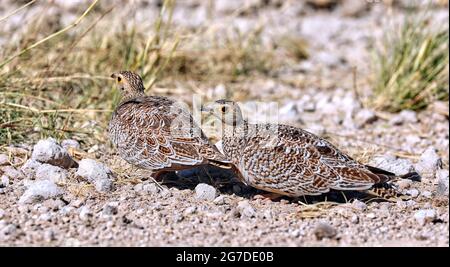 Sandgrouse femminile a doppia banda, Etosha, Namibia Foto Stock