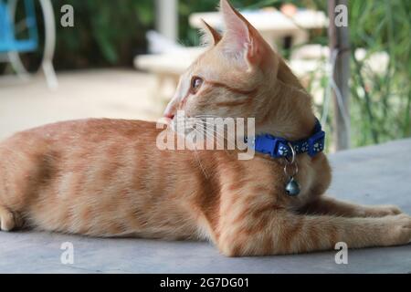 Gatto arancione che indossa un collare blu seduto e guardando indietro. Lo sfondo è offuscata l'atmosfera del giardino. Foto Stock