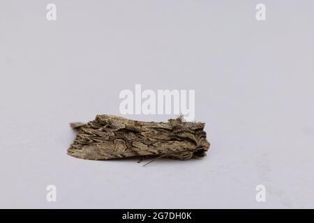 Dark Arches Moth (Apamea monoglypha) Foto Stock