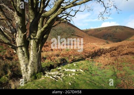 Un albero di betulla d'argento senza foglie in inverno su una collina coperta di bracken sopra Ashes Hollow sul Long Mynd nello Shropshire, Inghilterra, Regno Unito Foto Stock