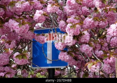 Masse di fiori di ciliegio rosa nascondono parzialmente un cartello 'no through Road' in Crescent Lane, Shrewsbury, Inghilterra, UK Foto Stock