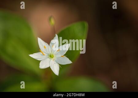 Un fiore bianco con sette petali. Un wintergreen di ceci con uno sfondo marrone Foto Stock