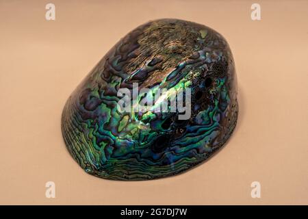 Guscio abalone isolato su sfondo chiaro Foto Stock