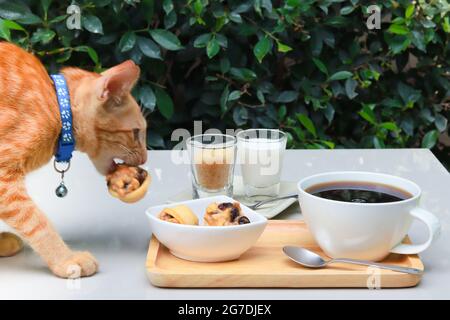 Gatto arancione che indossa un collare blu che prende i biscotti sul tavolino da caffè. Il tavolo si trova nel giardino con foglie verdi sullo sfondo. Foto Stock