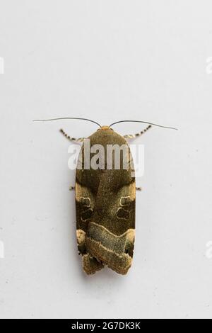 Moth giallo-underwing con bordi larghi (Noctua fimbriata) Foto Stock