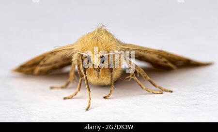 Festone falena Quercia (Crocallis elinguaria) Foto Stock