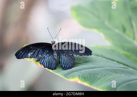 Primo piano del Grande Mormon (Papilio Memnon) farfalla seduta su una foglia. Foto Stock