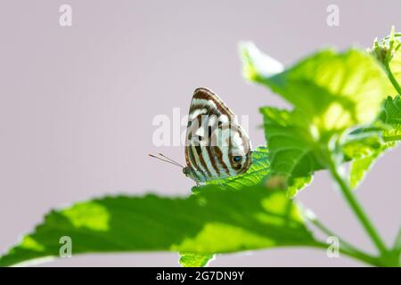 Una farfalla di Sailor a quattro macchie che percola su una foglia verde di una cespuglio di Lantana con sfondo grigio. Farfalla in natura. Fauna selvatica in giardino. Foto Stock