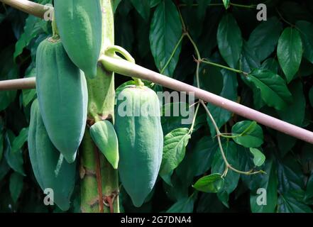 Papaia verde nel giardino con foglie verdi sfondo. Luce solare naturale. Foto Stock