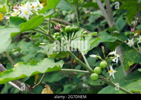 melanzane di pisello e fiori sull'albero in azienda, sfondo verde e sfocato foglie. Foto Stock