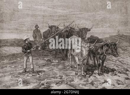 Arando sulle Downs di Sussex, Inghilterra nel 19 ° secolo. Dal London Illustrated News, pubblicato nel 1881. Foto Stock