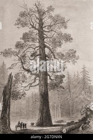 Il Grizzly Giant, un gigantesco albero di sequoia, Mariposa Grove, Yosemite National Park, California, unisce gli stati d'America. Dal London Illustrated News, pubblicato nel 1881. Foto Stock