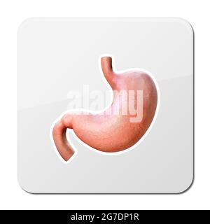 stomaco umano 3d, dettagli anatomici, illustrazione di uno stomaco umano, icona, rendering Foto Stock