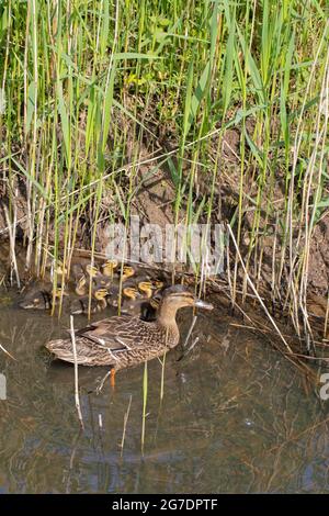 Wild Mallard Duck (Anas platyrhynchos). Accompagnò e riparò i suoi dieci anatroccoli precociali o nidifugosi. Emergendo da Fragmiti Foto Stock