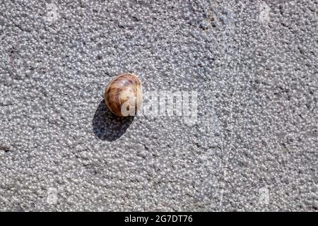 Una lumaca soluna nascosta all'interno della sua conchiglia, attaccata ad un muro al sole in estate. Foto Stock