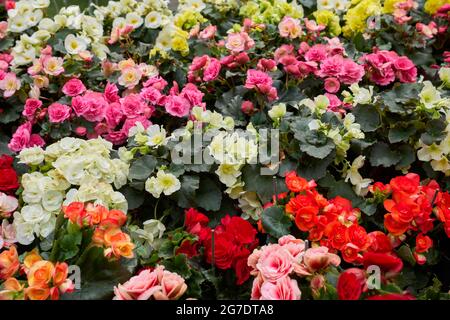 Begonia Elatior fiori colorati Foto Stock