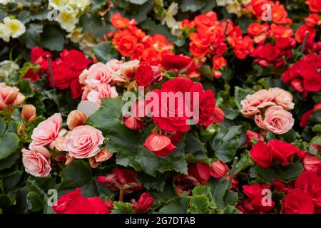 Begonia Elatior fiori colorati Foto Stock