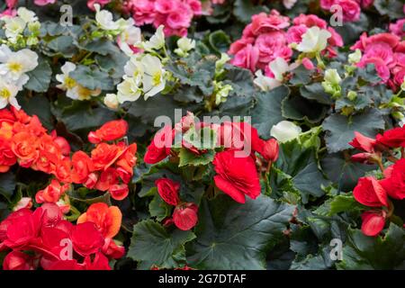 Begonia Elatior fiori colorati Foto Stock