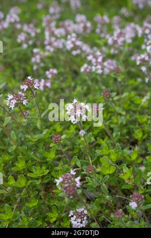lilac inflorescence of Thymus serpyllum plant Foto Stock
